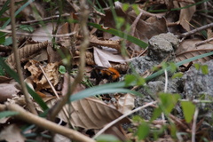 Bombus diversus