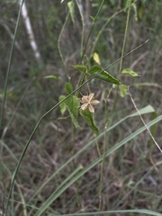 Hibiscus phoeniceus