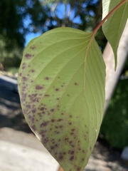 Sphaerulina cornicola