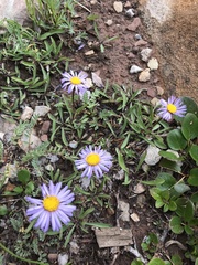 Erigeron leiomerus