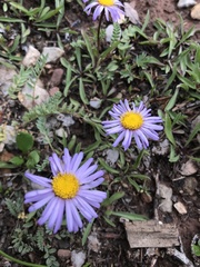 Erigeron leiomerus