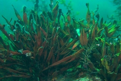 Osmundaria