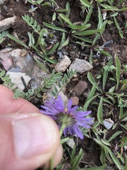 Erigeron leiomerus