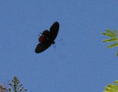 Parides photinus
