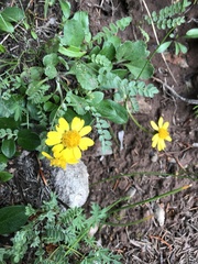 Packera werneriifolia