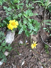Packera werneriifolia
