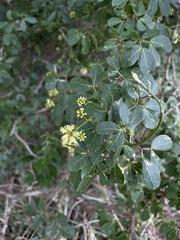 Pithecellobium unguis-cati