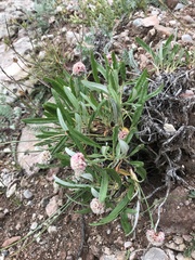 Eriogonum coloradense