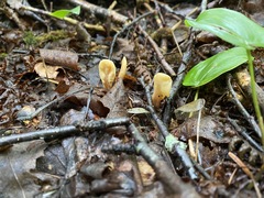 Spathulariopsis velutipes