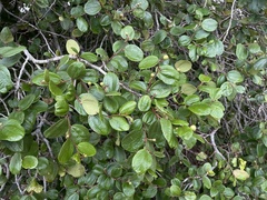 Sarcomphalus reticulatus