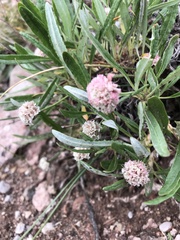 Eriogonum coloradense