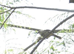 Campylorhynchus