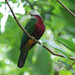 Wompoo Fruit-Dove - Photo (c) Kevin, some rights reserved (CC BY-NC-ND)