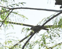 Campylorhynchus