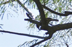 Campylorhynchus