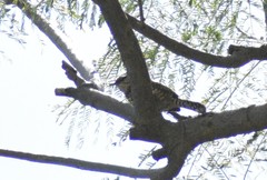 Campylorhynchus