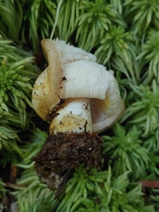 Russula crassotunicata