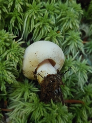 Russula crassotunicata