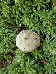 Russula crassotunicata