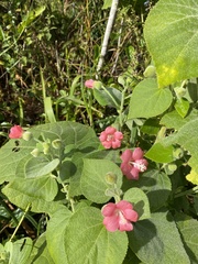 Pavonia malacophylla