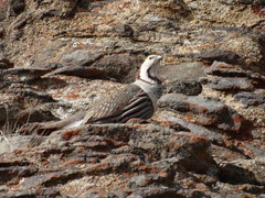 Tetraogallus himalayensis