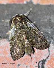 Farigia foliata