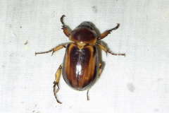 Ancognatha manca