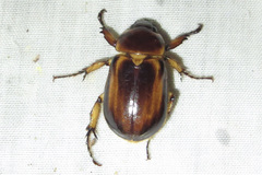 Ancognatha manca