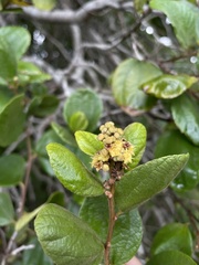 Sarcomphalus reticulatus