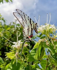 Protographium epidaus epidaus