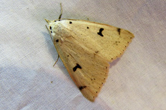 Scolecocampa atriluna