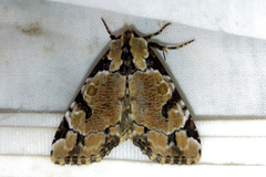 Stibaera thyatiroides