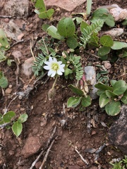 Cerastium beeringianum