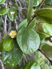 Sarcomphalus reticulatus