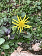 Senecio amplectens holmii