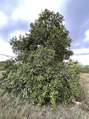 Sarcomphalus reticulatus