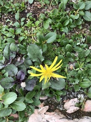 Senecio amplectens holmii