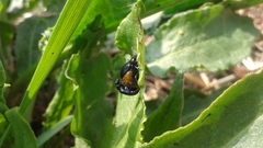 Gastrophysa atrocyanea