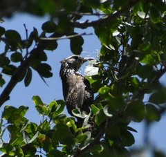 Thryophilus pleurostictus