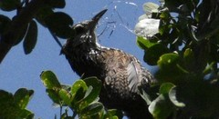 Thryophilus pleurostictus