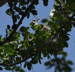 Thryophilus pleurostictus