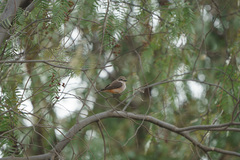 Pyrocephalus rubinus cocachacrae