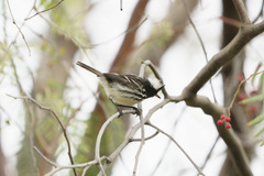 Anairetes reguloides