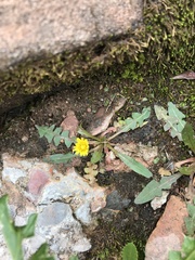 Taraxacum scopulorum