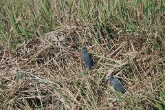 Egretta caerulea