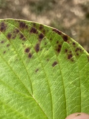 Sphaerulina cornicola