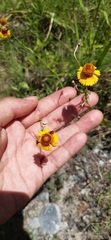 Helenium amphibolum
