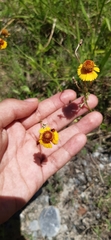 Helenium amphibolum