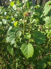 Hibiscus diversifolius diversifolius