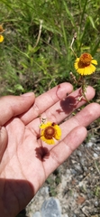 Helenium amphibolum